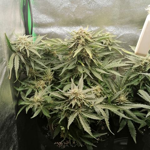 Cinderella growlog timeline photo