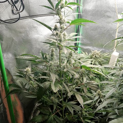 Anna growlog timeline photo