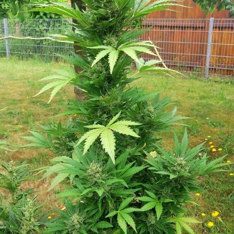 Susanne growlog timeline photo