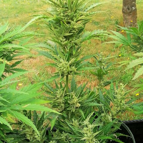 Julia growlog timeline photo