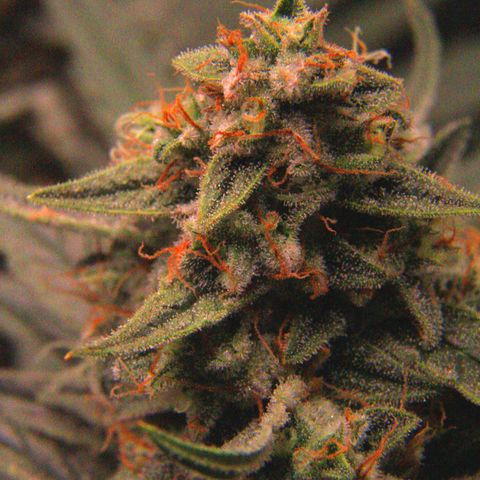 Elli growlog timeline photo