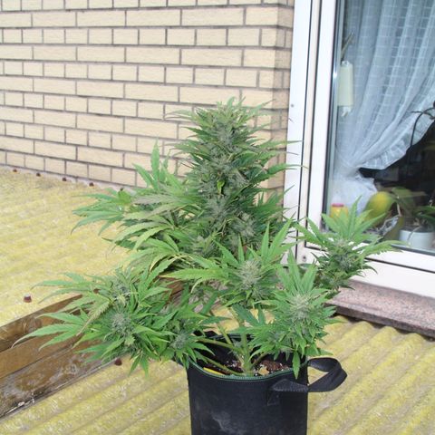 Ida growlog timeline photo