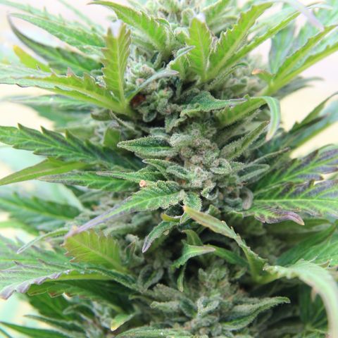 Ida growlog timeline photo