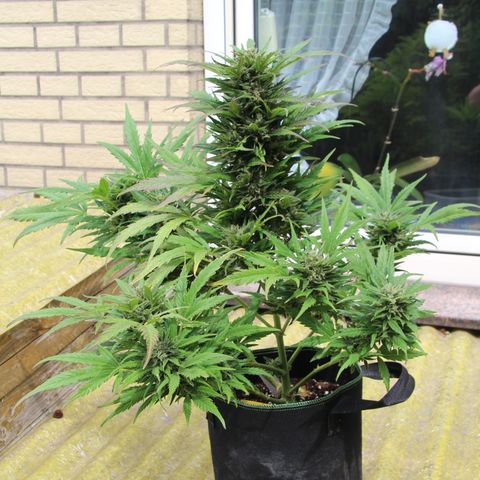 Ida growlog timeline photo