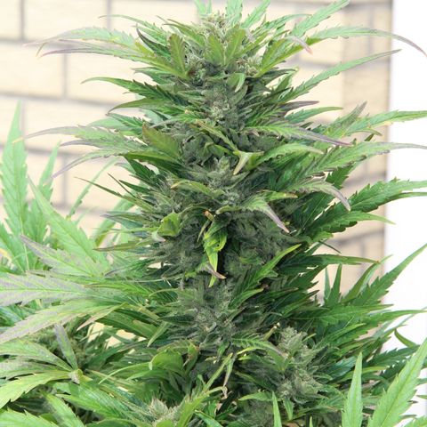 Ida growlog timeline photo