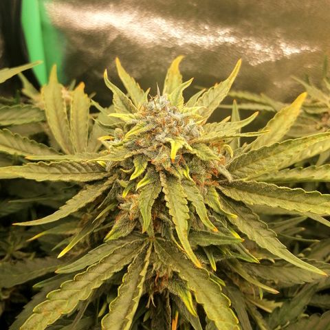 Cinderella growlog timeline photo