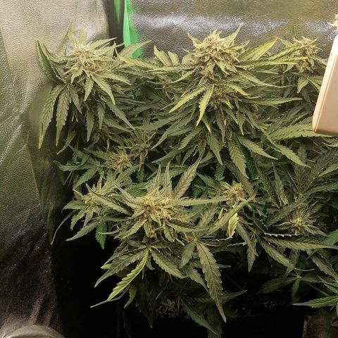 Cinderella growlog timeline photo