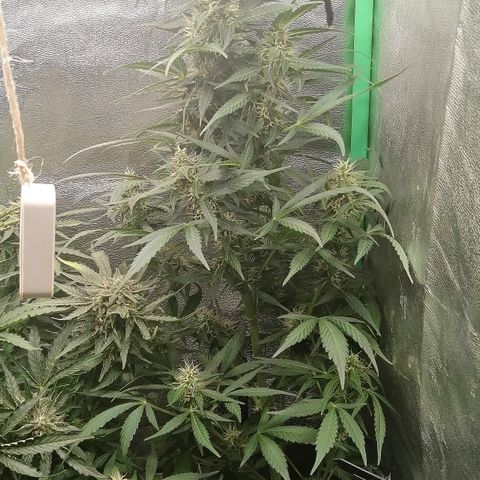 Ute growlog timeline photo