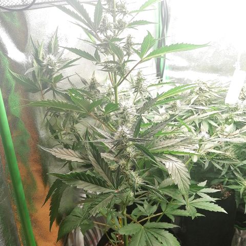 Anna growlog timeline photo