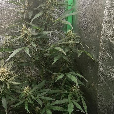 Ute growlog timeline photo