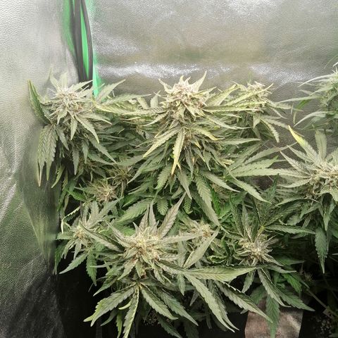 Cinderella growlog timeline photo