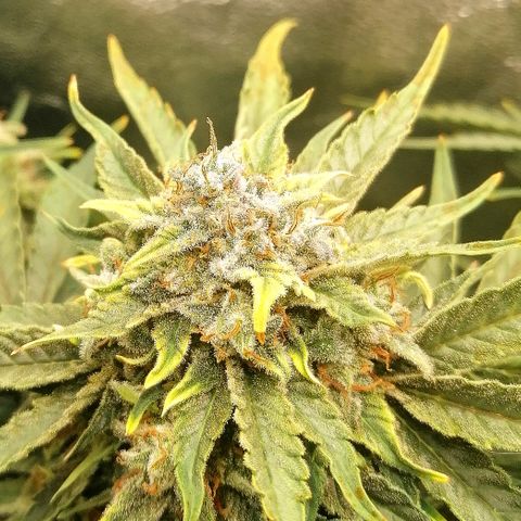 Cinderella growlog timeline photo