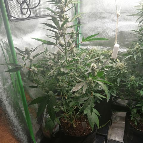 Anna growlog timeline photo