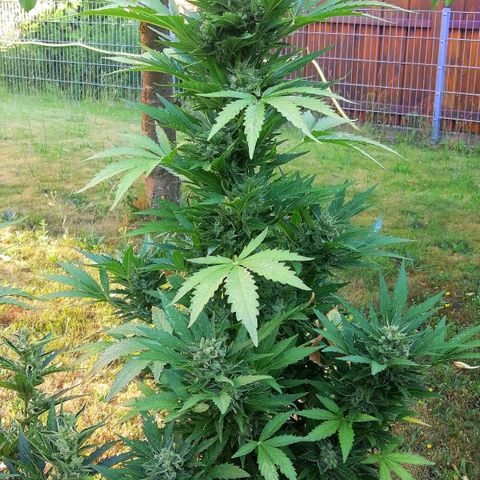 Susanne growlog timeline photo