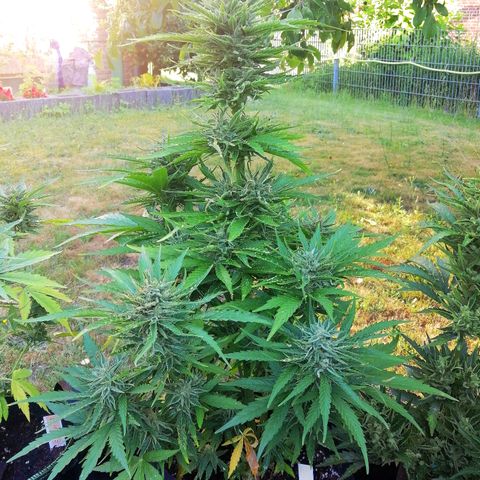 Bärbel growlog timeline photo