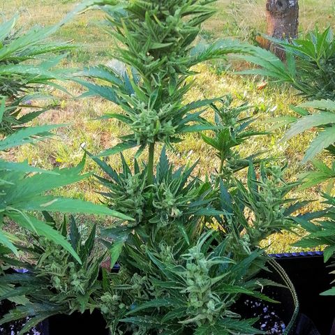 Julia growlog timeline photo
