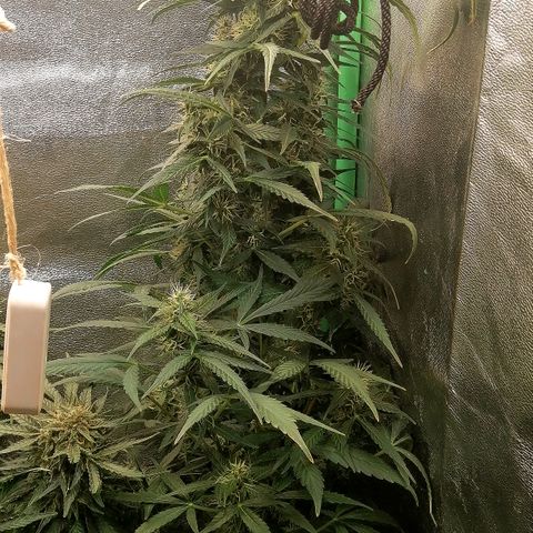 Ute growlog timeline photo