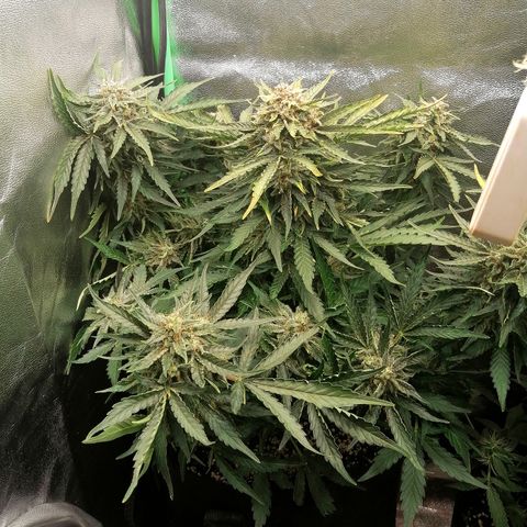 Cinderella growlog timeline photo