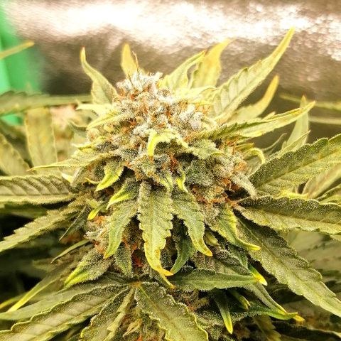 Cinderella growlog timeline photo