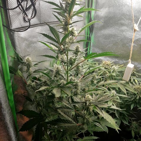 Anna growlog timeline photo