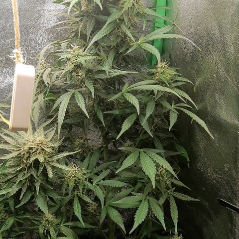 Ute growlog timeline photo