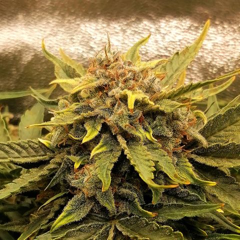 Cinderella growlog timeline photo