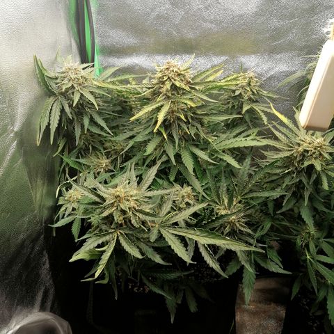 Cinderella growlog timeline photo
