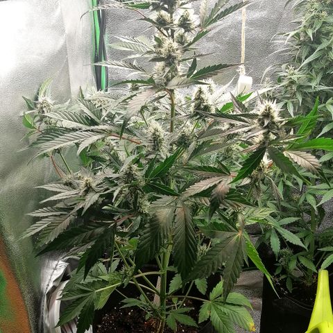 Anna growlog timeline photo