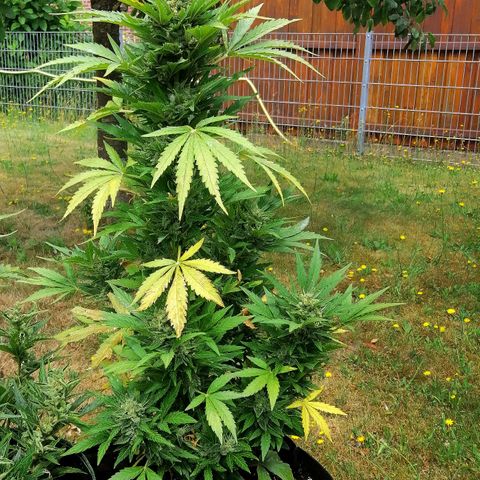 Susanne growlog timeline photo