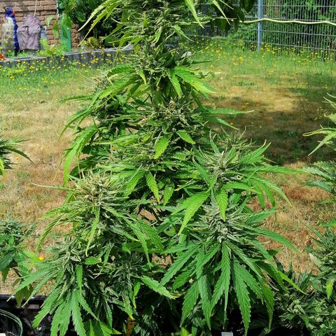 Bärbel growlog timeline photo
