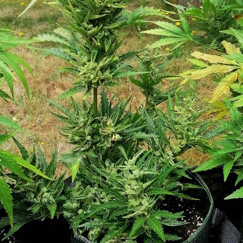 Julia growlog timeline photo