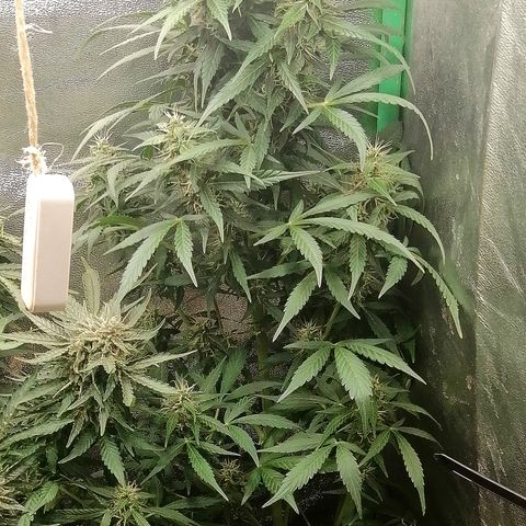 Ute growlog timeline photo
