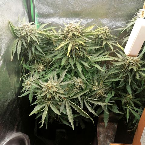Cinderella growlog timeline photo