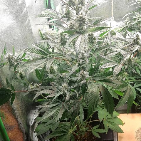 Anna growlog timeline photo