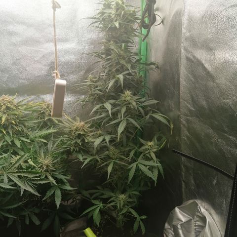 Ute growlog timeline photo