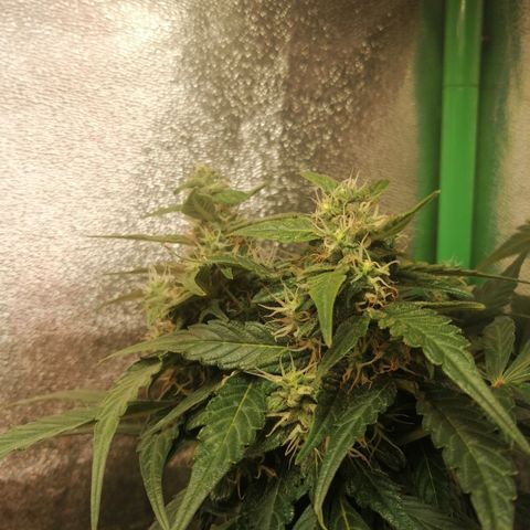 Ute growlog timeline photo