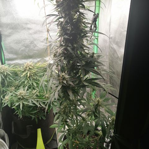 Ute growlog timeline photo