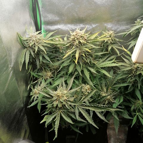 Cinderella growlog timeline photo