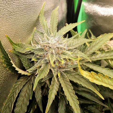 Cinderella growlog timeline photo