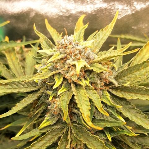 Cinderella growlog timeline photo