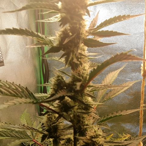 Anna growlog timeline photo
