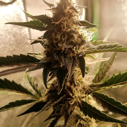 Anna growlog timeline photo