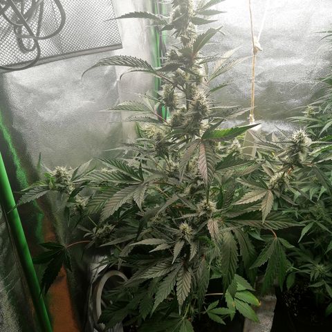 Anna growlog timeline photo
