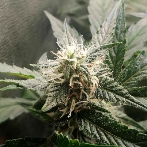 Anna growlog timeline photo