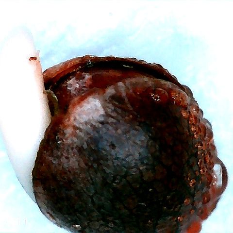 Sagata growlog timeline photo