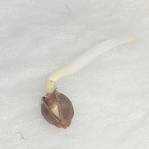 Sagata growlog timeline photo
