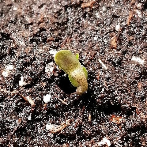Sagata growlog timeline photo