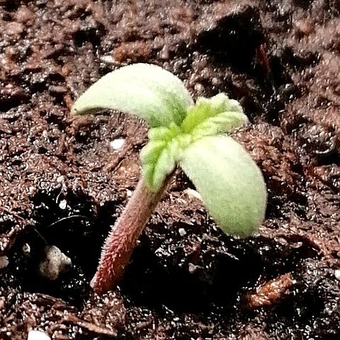 Sagata growlog timeline photo