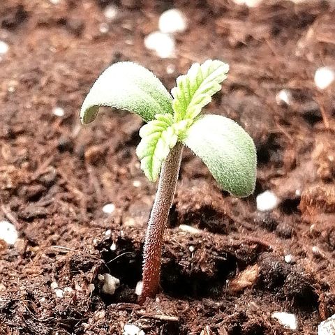 Sagata growlog timeline photo