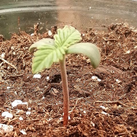 Sagata growlog timeline photo
